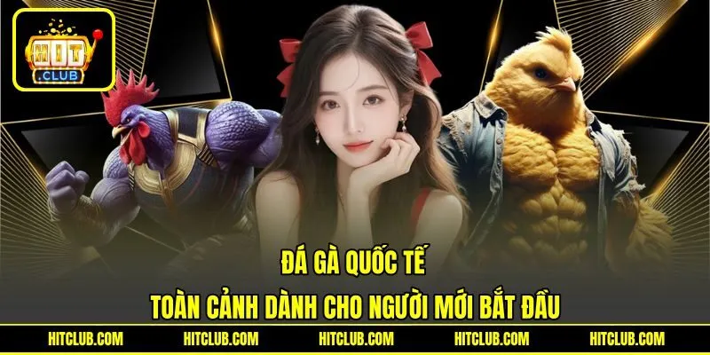 Đá Gà Quốc Tế - Toàn Cảnh Dành Cho Người Mới Bắt Đầu