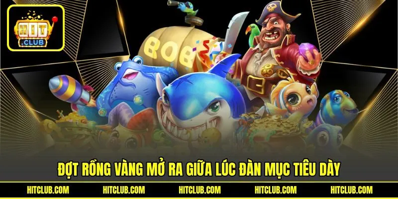 Đợt rồng vàng mở ra giữa lúc đàn cá dày
