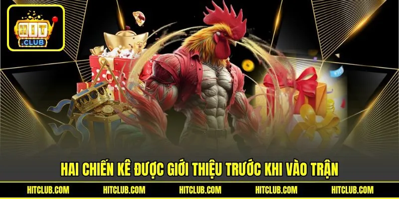 Hai chiến kê được giới thiệu trước khi vào trận Hai chiến kê được giới thiệu trước khi vào trận